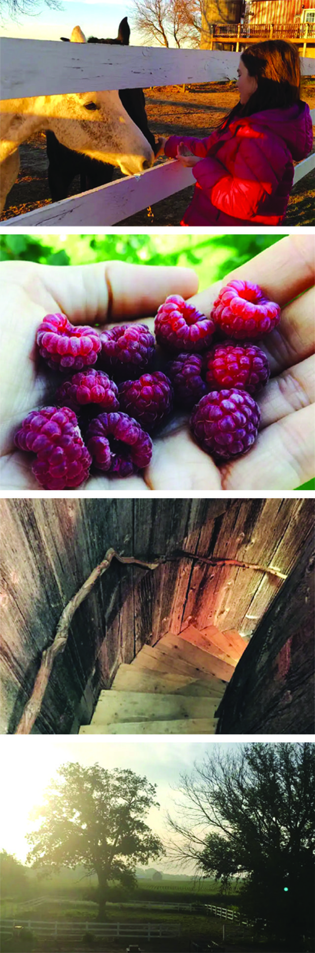 Silo on the Ridge, petting horses, picking raspberries, and grapevine handrail