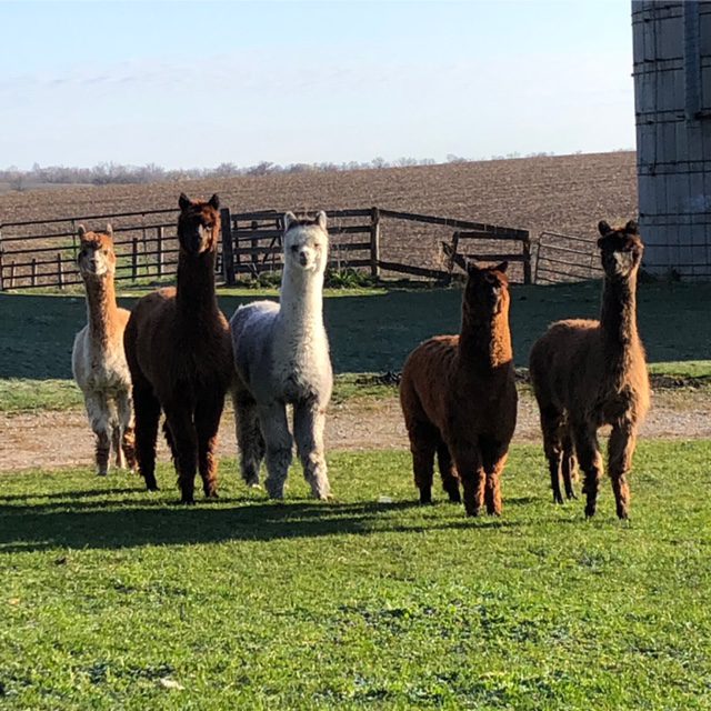 Alpacas