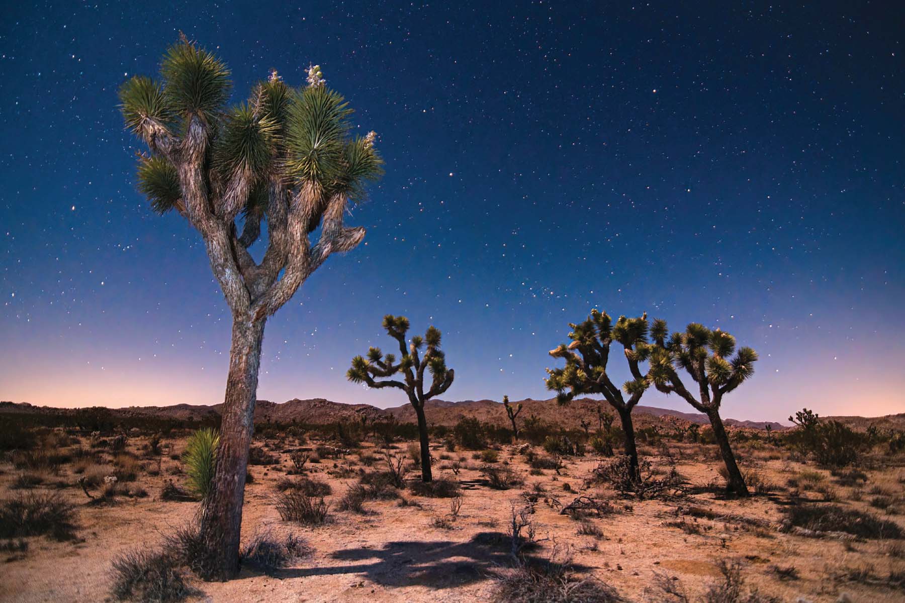 A photo taken by Nick Chill of Joshua Trees lit by a waxing gibbous moon