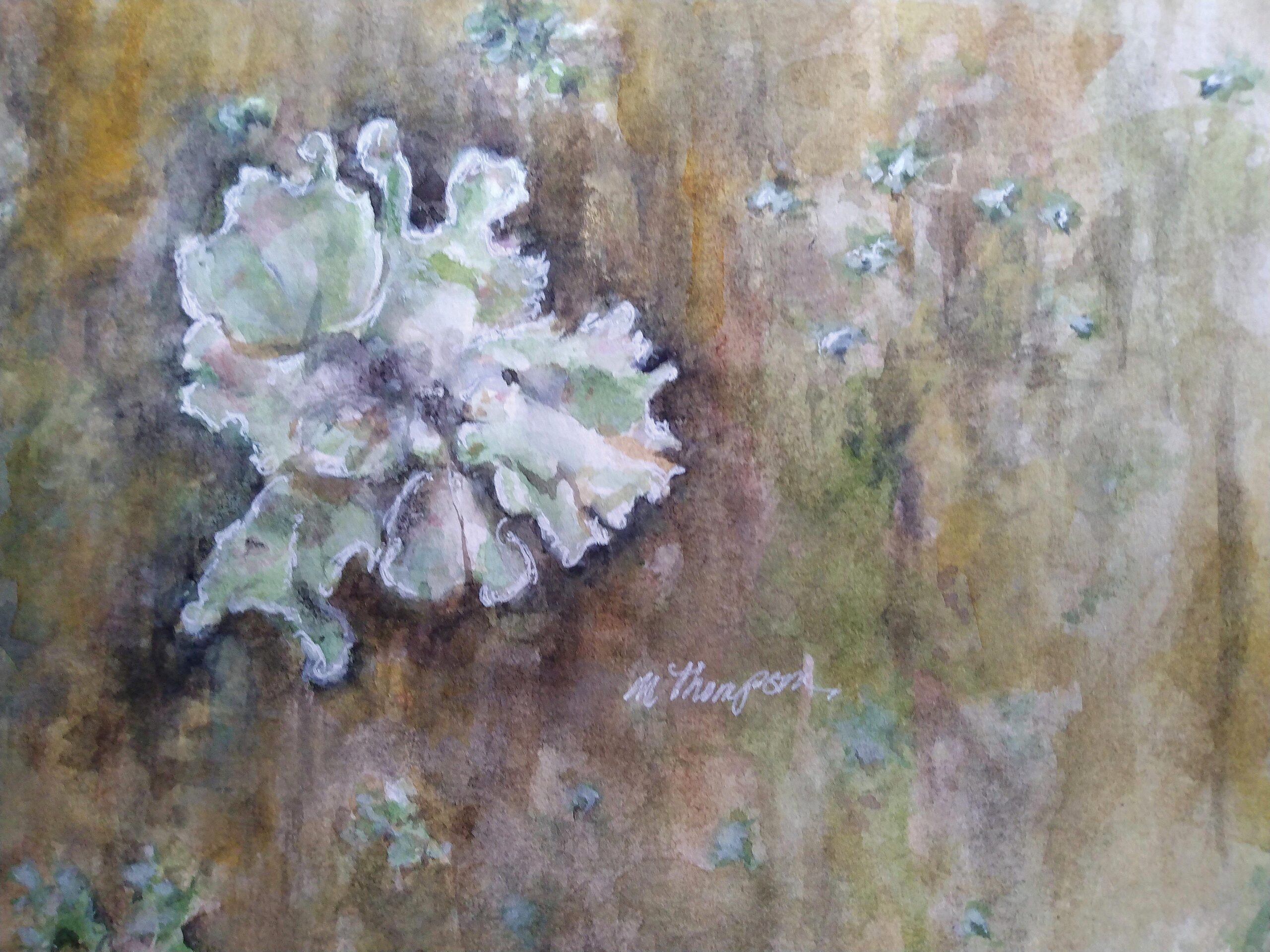 Taking a Likin’ To Lichen